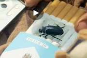 یک نحوه از ریز پرنده که ما از آن غافلییم